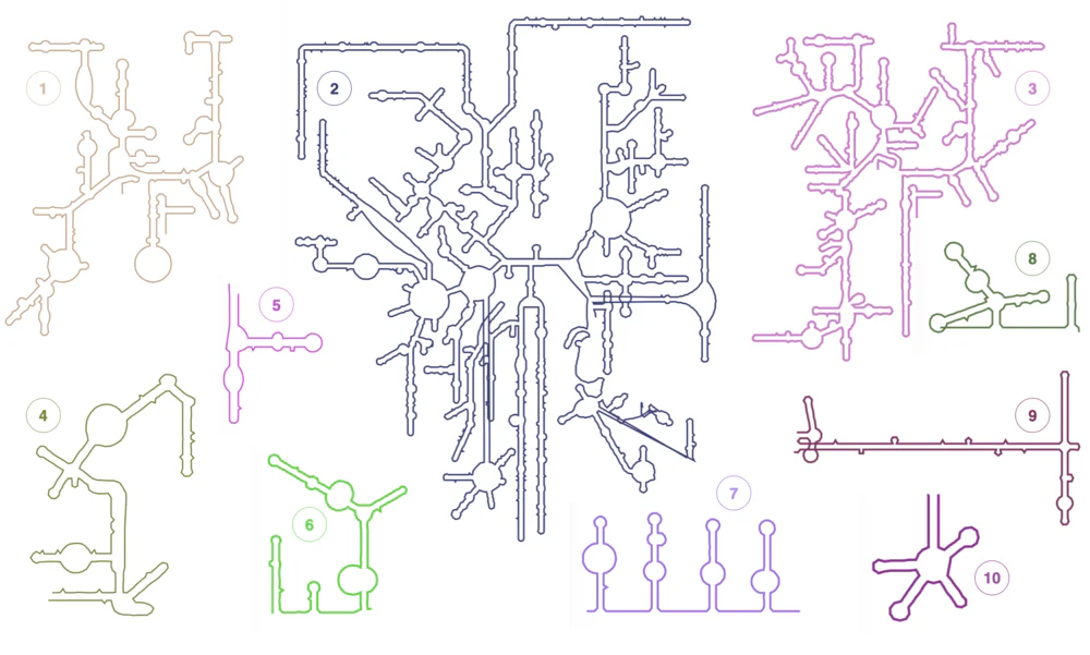 RNA secondary structure diagrams drawn by R2DT