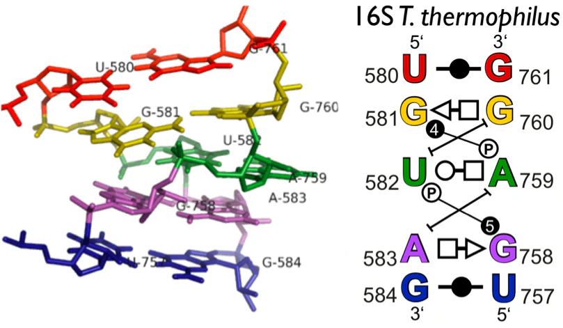 An RNA 3D motif and its basepair interaction diagram